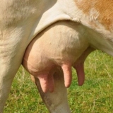 Kako izliječiti napuklo kravlje vime